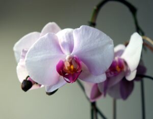 Storczyk dla Izabeli