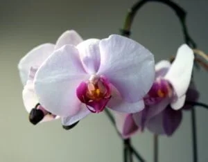 Storczyk dla Izabeli